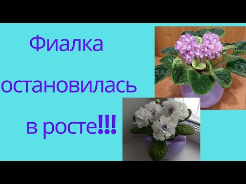 Видео: Фиалка остановилась в росте .Причины и что делать.