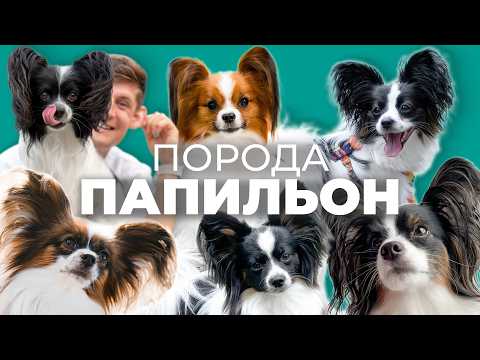 Видео: ВСЕ о породе ПАПИЛЬОН 🐾 ПАПИЙОН Плюсы и минусы, Дрессировка, История, континентальный той спаниель 📚