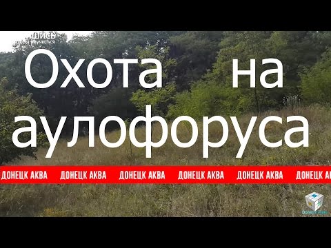 Видео: Аулофорус. Dero furcata, Аулофорус где взять. Аулофорус в природе. Аулофорус как достать в природе.