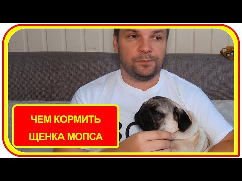 Видео: Чем кормить щенка мопса 5 месяцев, аллергика? Натуральная еда для Жорика.