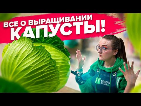 Видео: КАК ВЫРАСТИТЬ КАПУСТУ? ПОЧЕМУ КАПУСТА НЕ ВЯЖЕТ КОЧАНЫ? ВСЕ О ВЫРАЩИВАНИИ КАПУСТЫ!