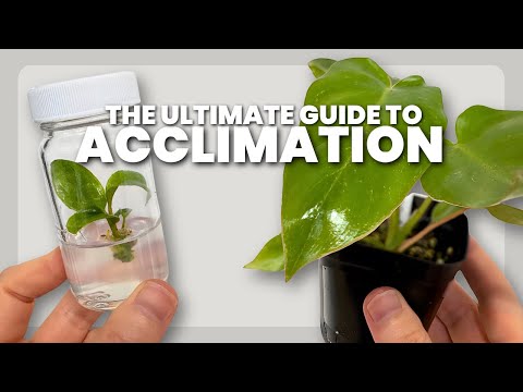 Видео: ЛУЧШИЙ метод акклиматизации растений из культур тканей (2025)