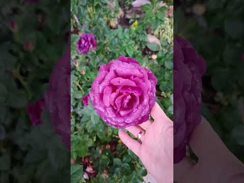Видео: Роза Амур де Молен 