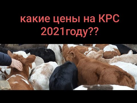 Видео: Скотный рынок  п.Манас. какие цены 2021 г ??
