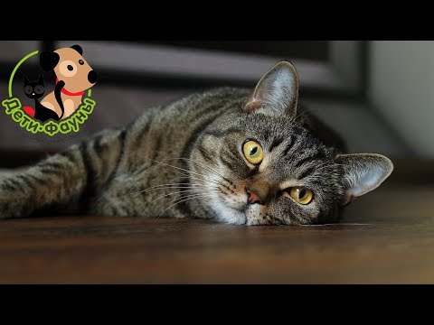 Видео: Кошки в жару, как помочь животному?