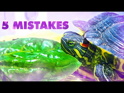 Видео: 5 ошибок при уходе за черепахой 🐢 Красноухая черепаха