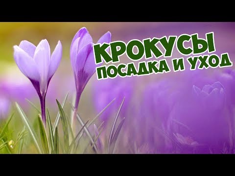 Видео: Крокусы: посадка и уход🌸 Цветы Шафран🌺  Как вырастить Крокусы?🥀