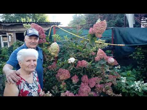 Видео: Мамины секреты выращивания и размножения гортензий. Распродажа продолжается.