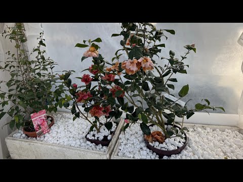 Видео: Камелии🌸и мороз❄️-8‼️Эксперимент🆘