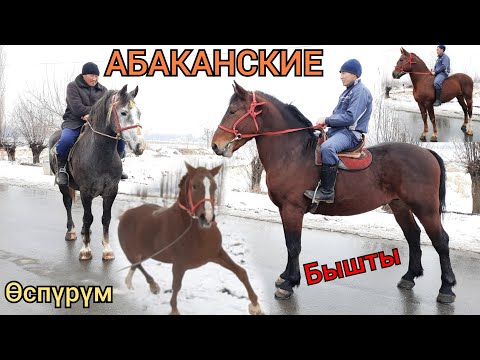 Видео: Мындай ЧЫГА ЭЛЕК 😱 Абакандан мощный АТТАР КЕЛДИ ӨСПҮРҮМ БЫШТЫЛАР ӨЗГӨНДӨ