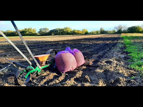 Видео: Повітряна бульбочка часнику. Норми висіву. Внесення добрив.