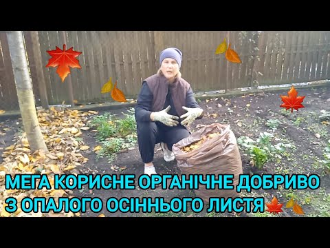 Видео: ОПАЛЕ ЛИСТЯ🍁ПЕРЕГНІЙ НА ГРЯДЦІ🍂ЦІННЕ ОРГАНІЧНЕ ДОБРИВО#перегнійзлистя#листоваземля#листовийкомпост