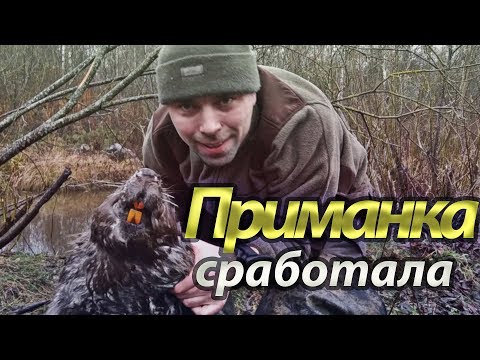 Видео: Добыл бобра на приманку! Охота на бобра осенью. Рюкзак для охоты.