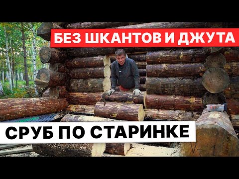 Видео: НЕ шкантили! ТЯЖКО, но собрали СРУБ для БАНИ ПО-ЧЕРНОМУ.