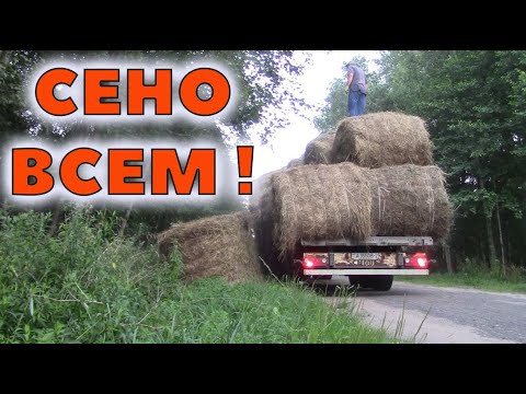 Видео: Сено козам и коням