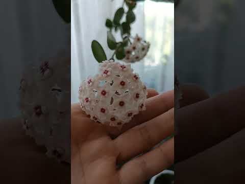Видео: Hoya Mathilde. Хойя Матильда первое цветение.