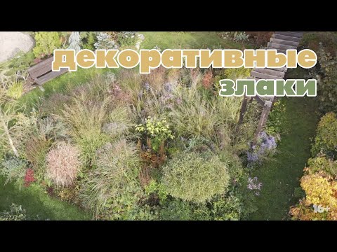 Видео: Декоративные злаки и их партнеры