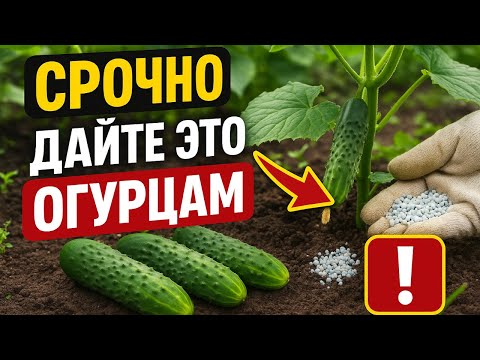 Видео: СРОЧНО дайте ЭТО ОГУРЦАМ, чтобы не ЖЕЛТЕЛИ и плодоносили до ОСЕНИ