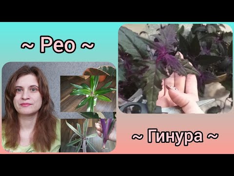 Видео: У меня больше нет Рео🤷‍♀️Гинура растет как на дрожжах💜👍Формирую куст🌱Режу черенки на укоренение✂️
