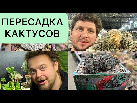 Видео: ПЕРЕСАДКА КАКТУСОВ. ВЫБОР ГОРШКА