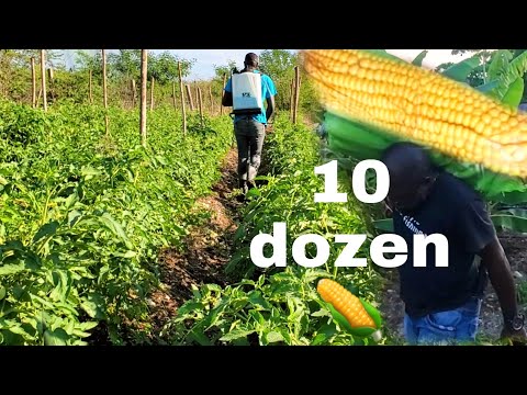 Видео: Работая на ферме, я нашёл улей пчёл и сегодня собрал 10 дюжин кукурузы. Это настоящее благословение.