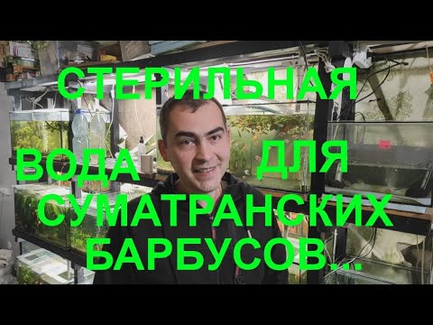 Видео: Попытка размножить суматранских барбусов на стерильной воде...