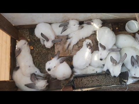 Видео: Қоян бағу 🐇. Біздің  қояндарымызға  обзор 😊