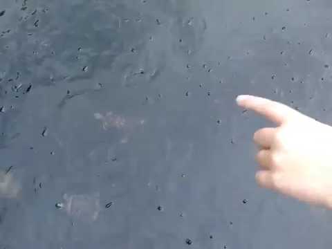 Видео: Зоопарк