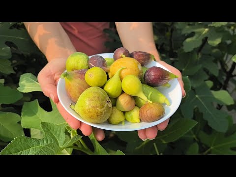 Видео: Инжир в кадках. Сбор и дегустация 08.09.2024.