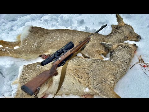 Видео: Охота на косулю 2023 | Добыл двух косуль из прицела MewLite 2-16x50 SFIR