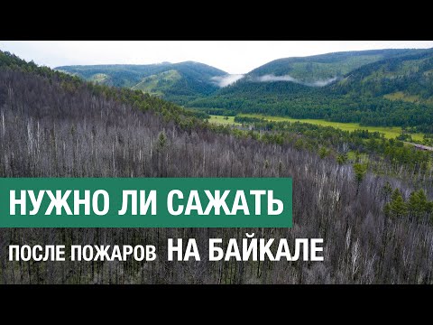 Видео: Нужно ли сажать лес после пожаров в Сибири: пример одной гари на Байкале