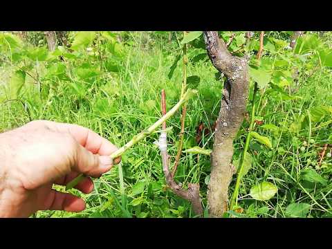 Видео: № 76   Праскова присадена на чип бъдинг - 09.07.2019 г. Персик. Talaş tomurcuklanan aşılı şeftali.