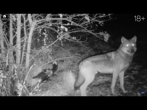 Видео: Матерый волк напал на охотника! Коварный хищник мстил за самку