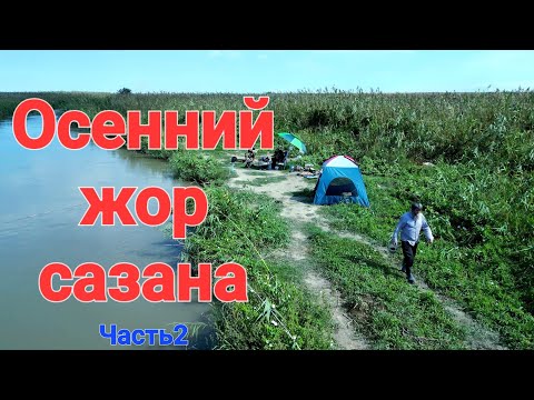 Видео: Осенний жор сазана!60шт за сутки.Это жесть!!!