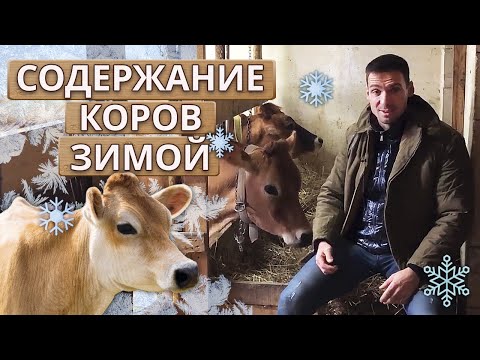 Видео: Как содержать коров зимой? | Кормление, уход, содержание коровы в зимнее время