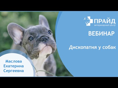 Видео: Дископатия у собак