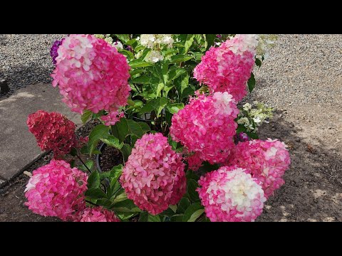 Видео: Ретроспектива 2024 года.