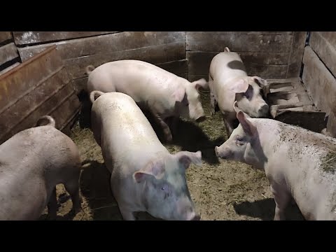 Видео: ‼️🐷 Чому жива вага то 120 грн то 80 🤔❓ Свині як бізнес 🐷🥩Сало, м'ясо дороге.. #pig #farmer #farming 