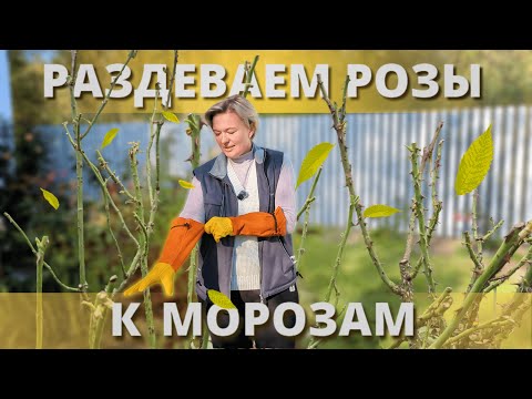 Видео: ОБРЕЗКА РАЗНЫХ ГРУПП РОЗ