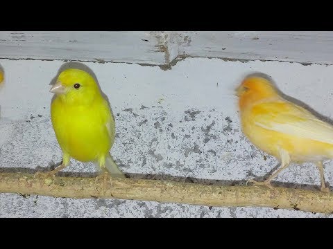 Видео: Канарейки подготовка к размножению.важно знать !!!