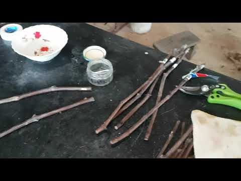 Видео: Настольная прививка винограда