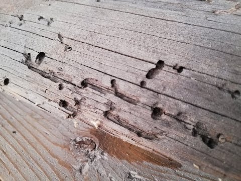 Видео: Жучок-короед в каркасном доме. Реальный случай.