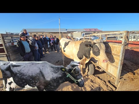 Видео: КАСАЛ МОЛЛАР КОЛМАДИ! ТУРТКУЛЬ МОЛ БОЗОР НАРХЛАРИ 14 сентября 2025 г.