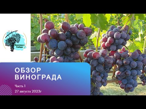 Видео: Обзор нашего винограда. Часть 1.  27.08.2023
