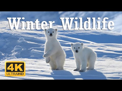 Видео: [4K] 11 часов животных в зимней стране чудес и успокаивающая музыка для расслабления