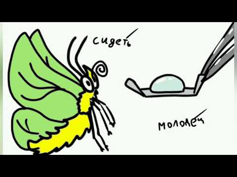 Видео: /как дрессировать бабочек//мои боярки/