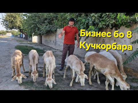 Видео: Бо 8 сар бара бизнес карда мешава 