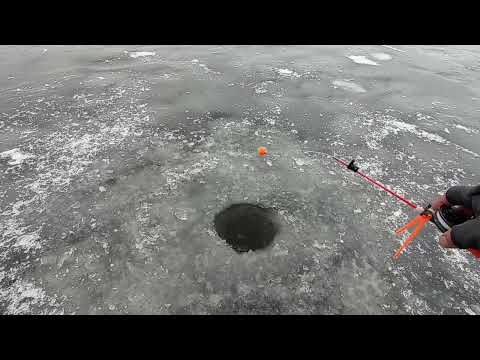 Видео: Куча берша Горьковское 2022 первый лёд