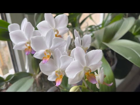 Видео: Орхидеи ХОТЯТ ЦВЕСТИ🥰 несмотря ни на что в наших реалиях