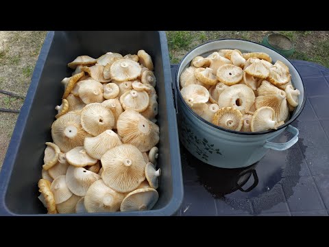 Видео: #Сырые грузди#Солим горячим посолом#